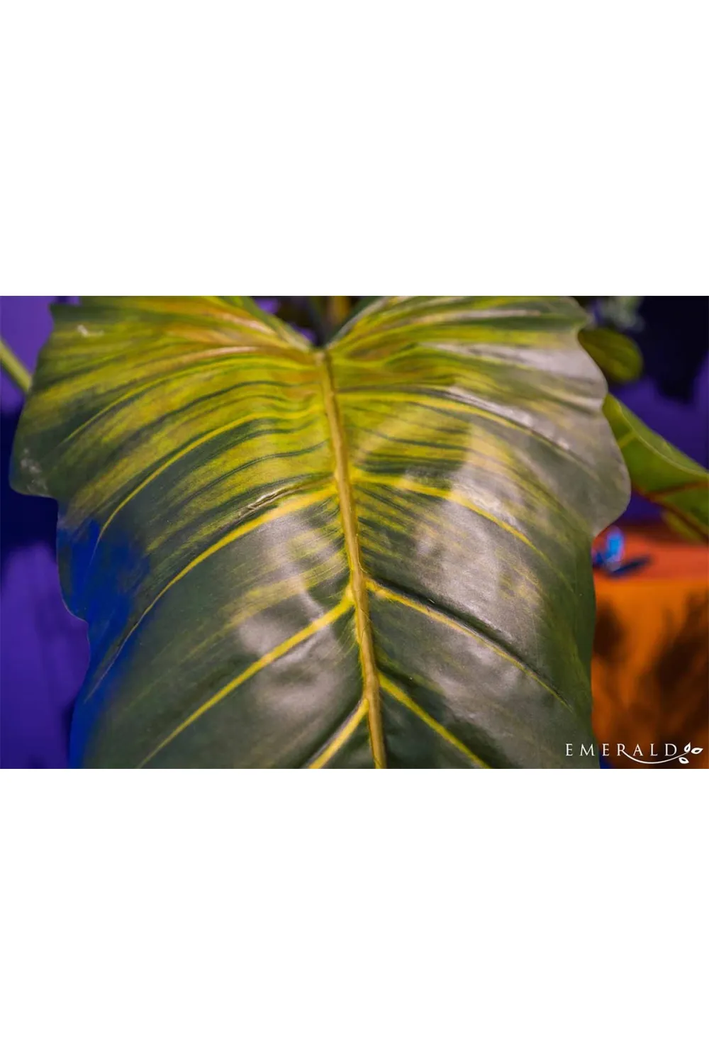 Artificial Elephant Ears Plant Set (2) | Emerald Colocasia On Trunk