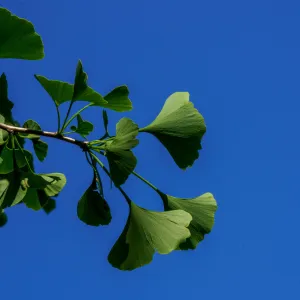 Magyar Ginkgo