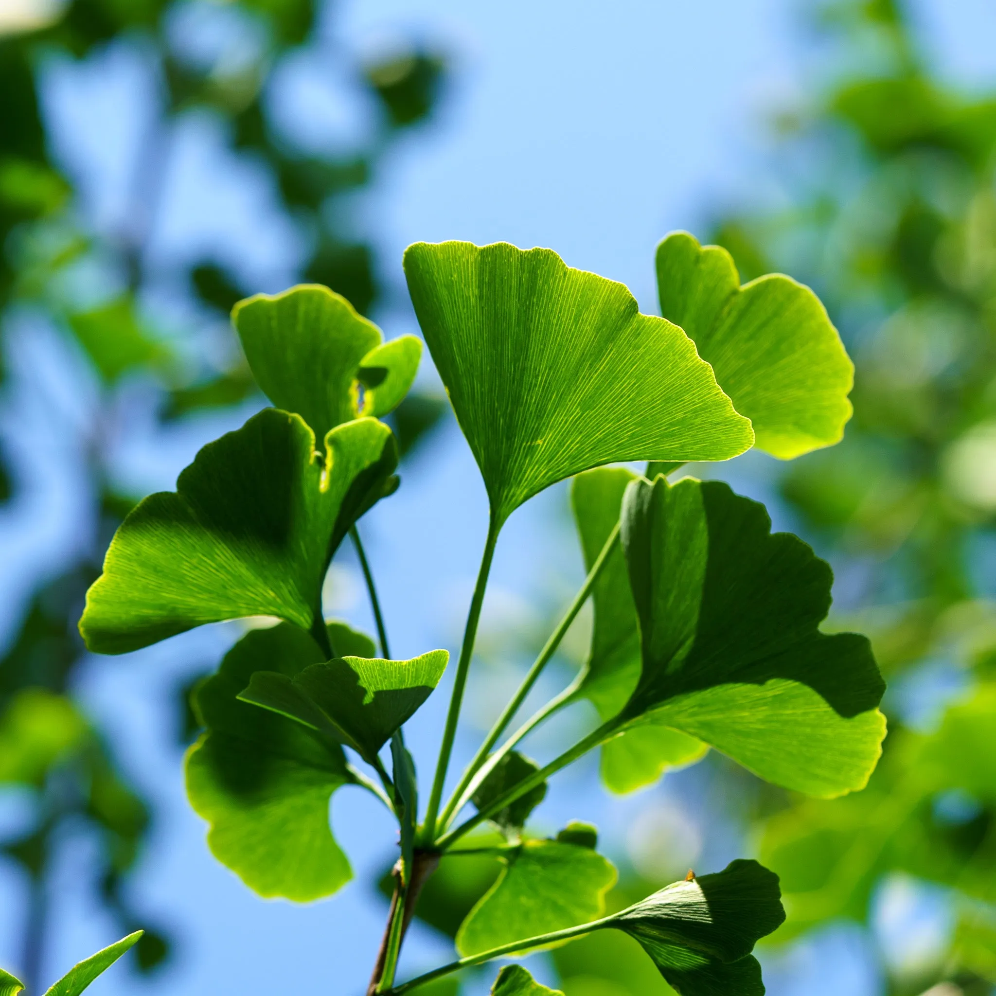 Magyar Ginkgo