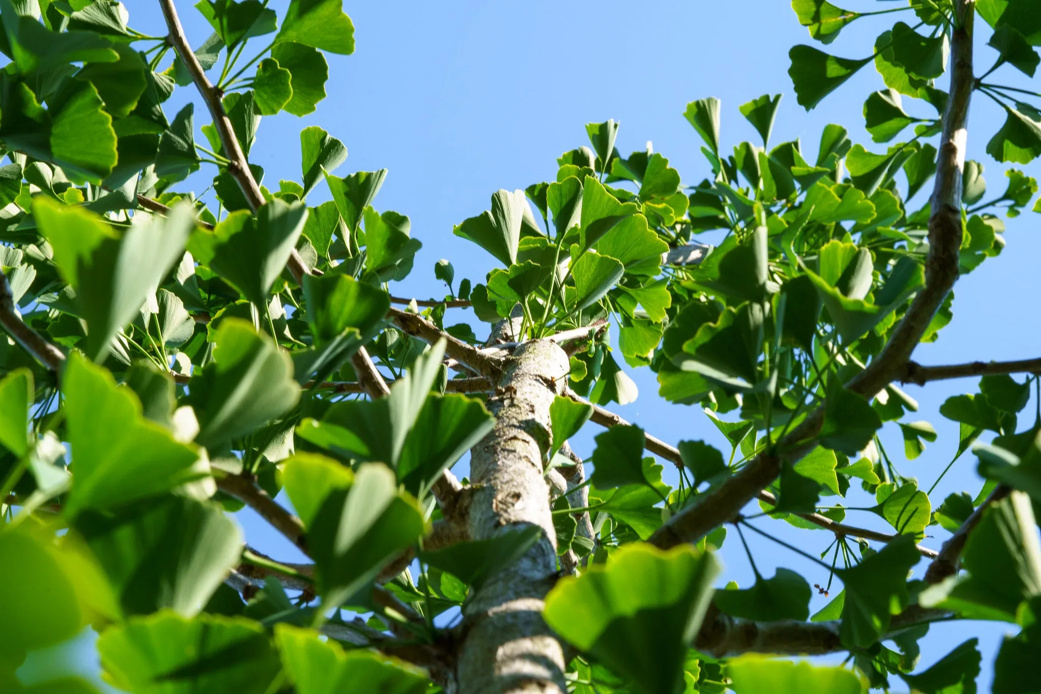 Magyar Ginkgo