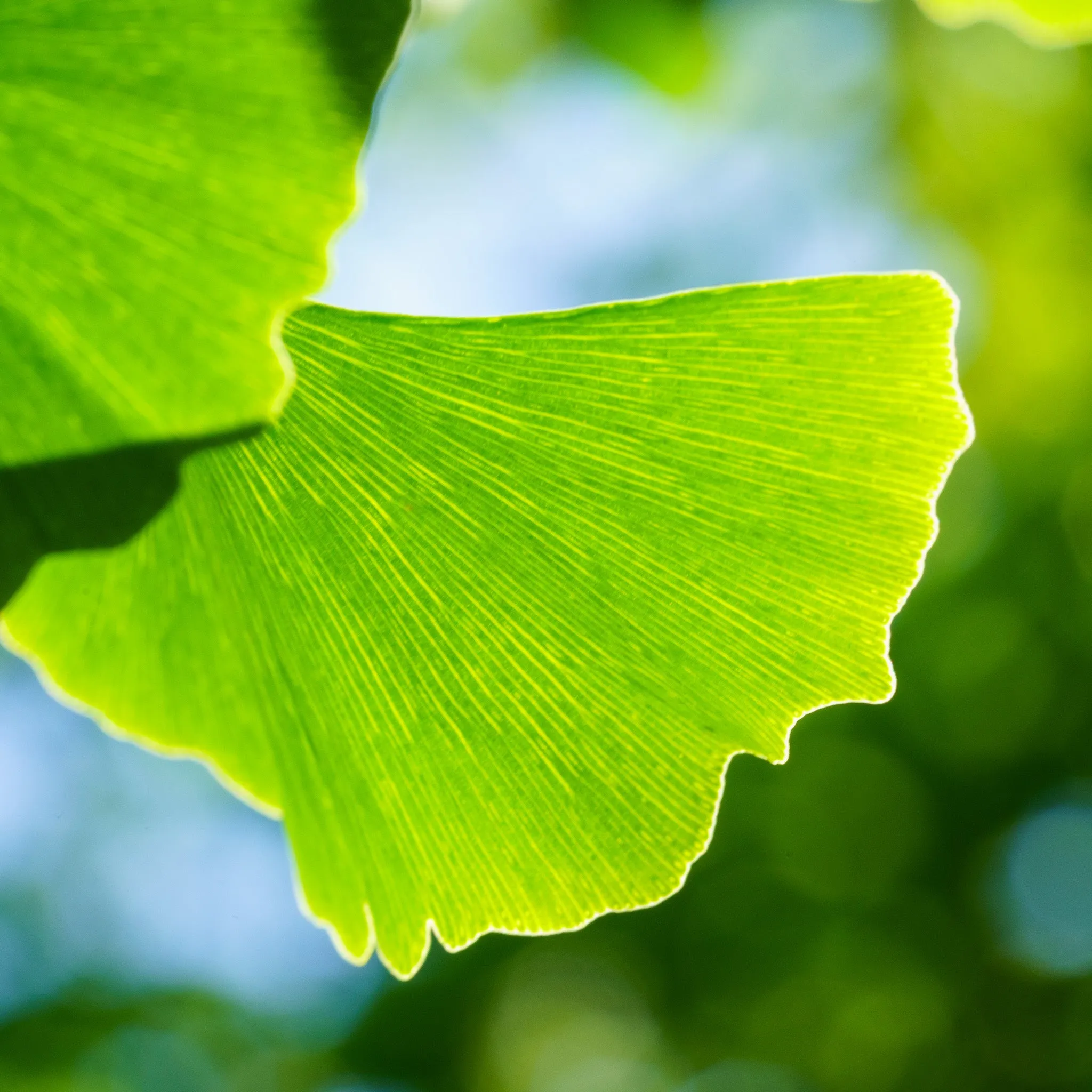 Magyar Ginkgo