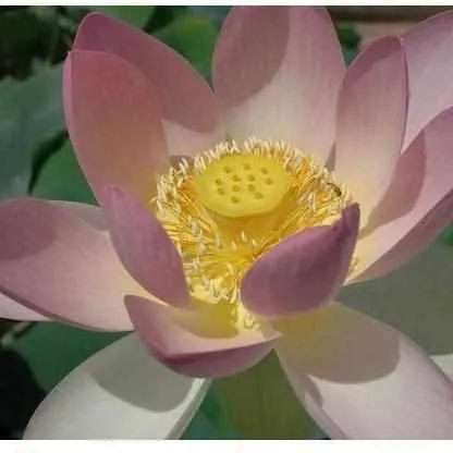 Nelumbo Nucifera 'Hindu Lotus' (Bare Root)