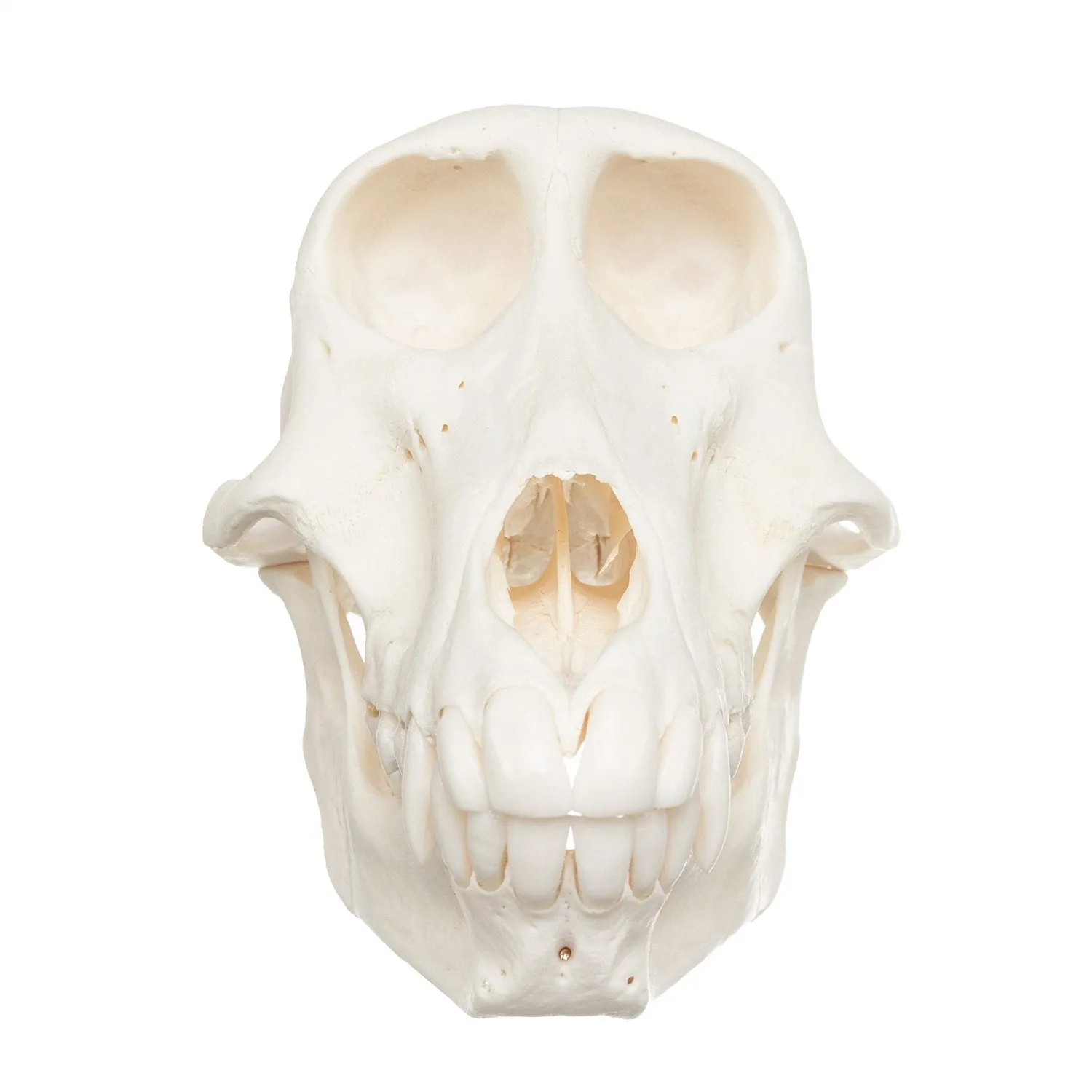 Real Chacma Baboon Skull - Female