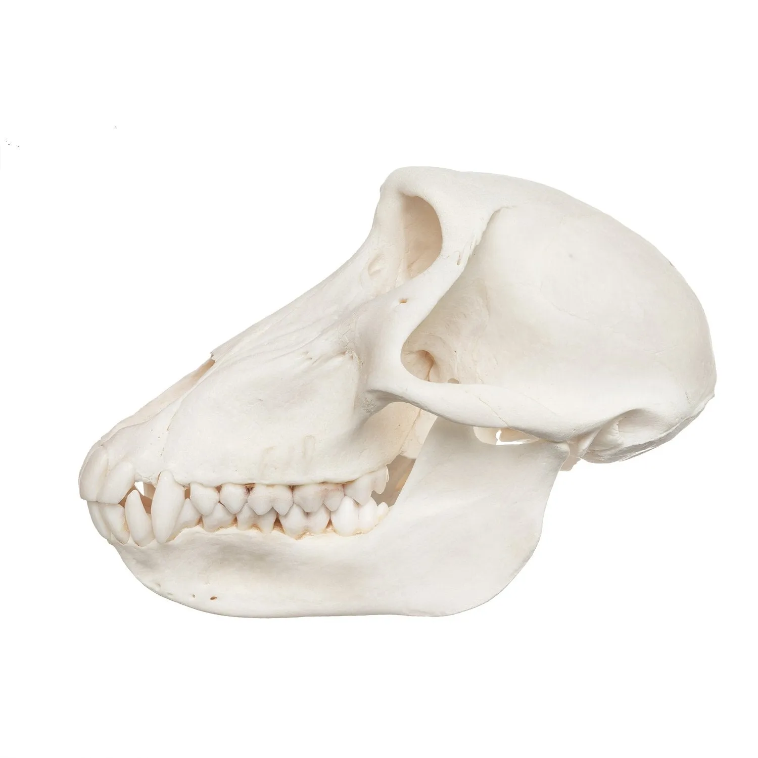 Real Chacma Baboon Skull - Female